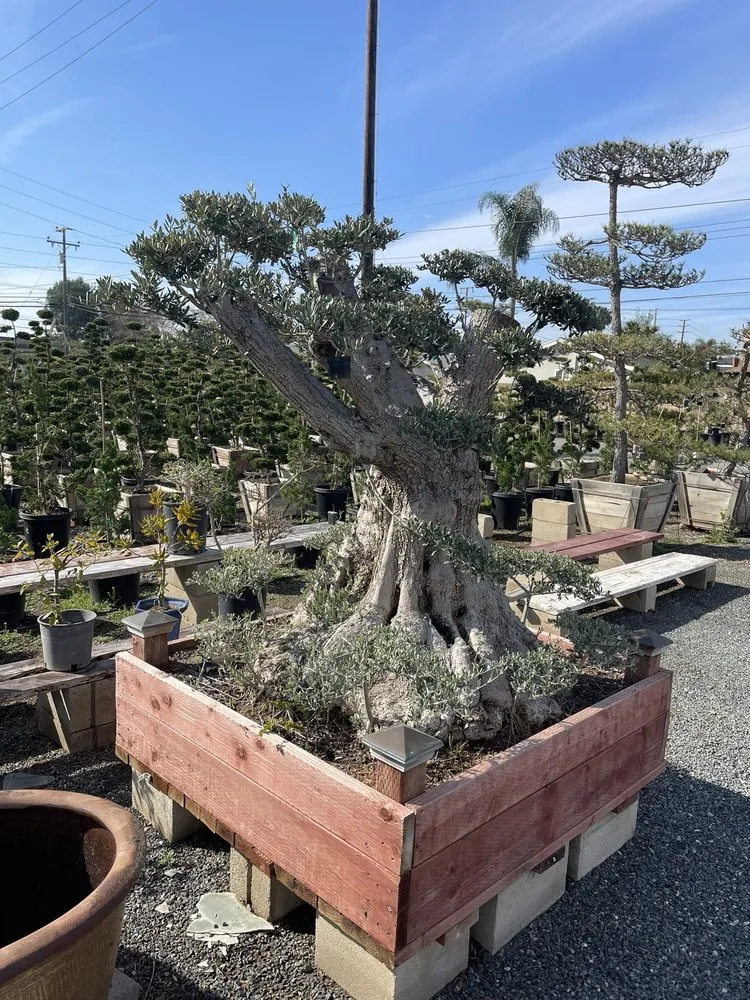 Custom yard maintenance in Huntington Beach, CA by Akita Bonsai Nursery