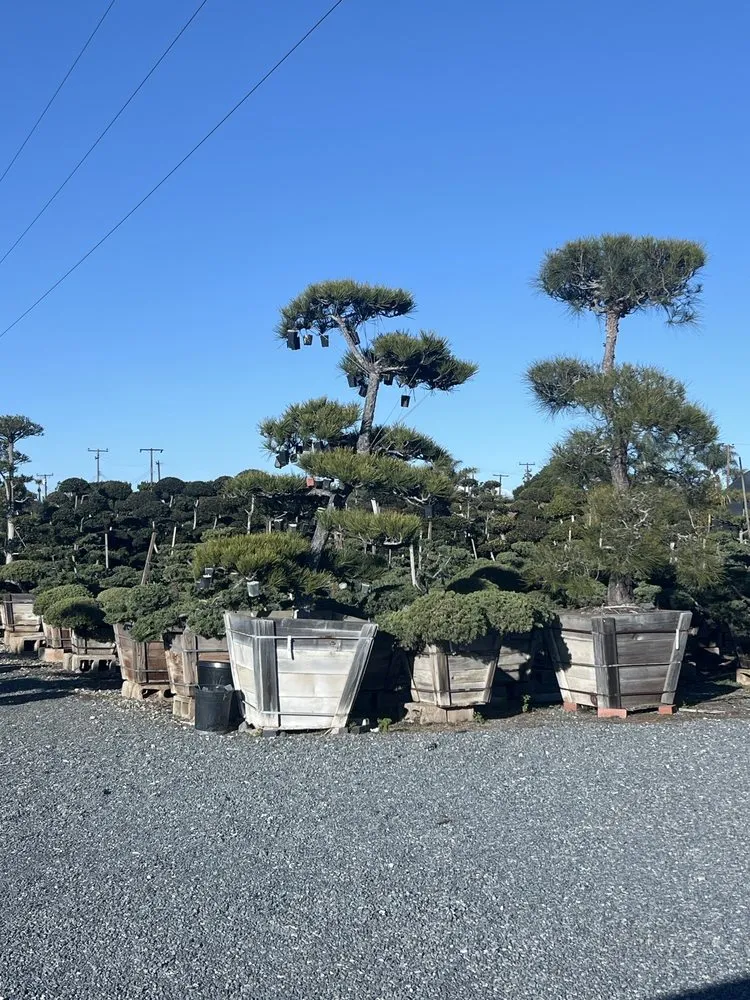 Professional outdoor landscaping in Huntington Beach, CA - Akita Bonsai Nursery