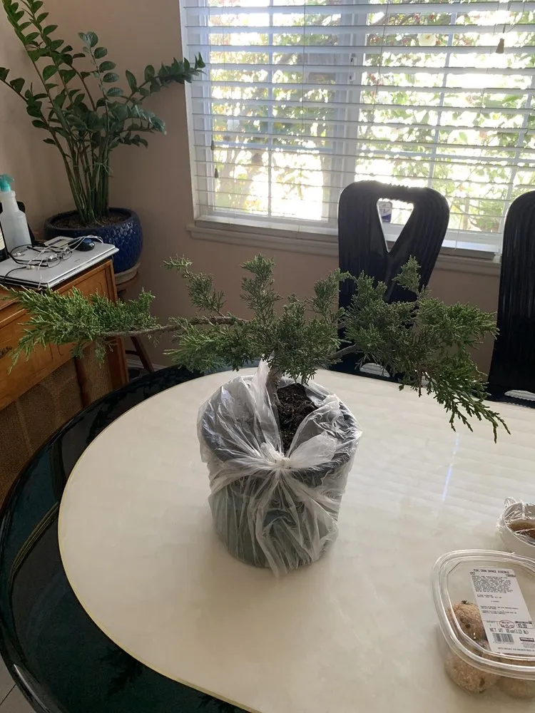 Reliable yard cleanup service near you across Huntington Beach, CA - Akita Bonsai Nursery