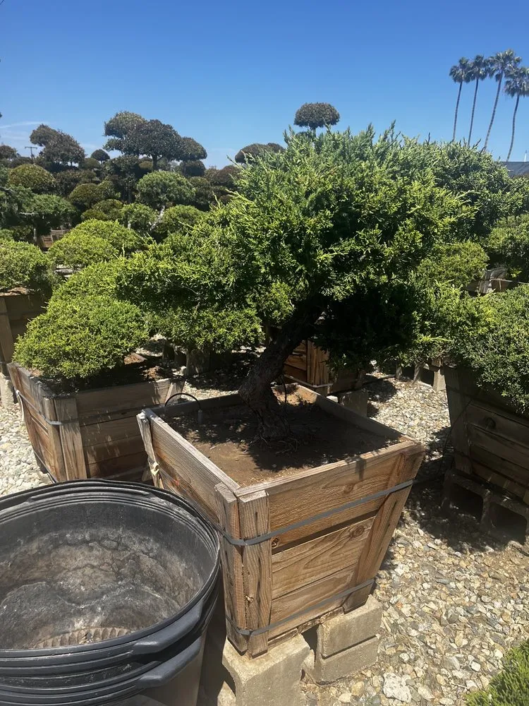 Top-rated landscaping services experts serving Huntington Beach, CA - Akita Bonsai Nursery