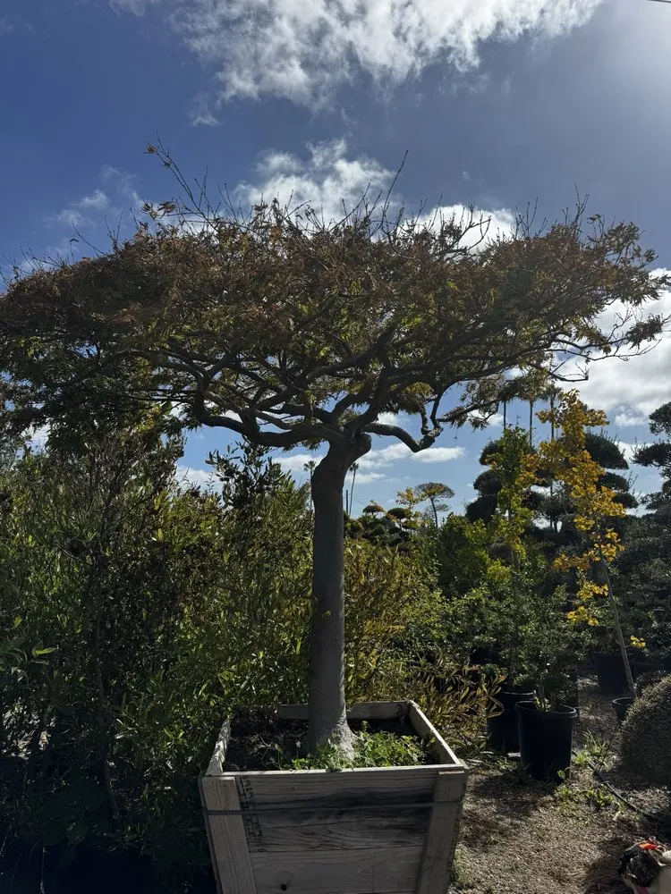 Affordable landscape installation in Huntington Beach, CA by Akita Bonsai Nursery