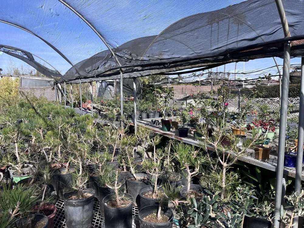 Top-rated yard cleanup service for residential properties in Huntington Beach, CA by Akita Bonsai Nursery