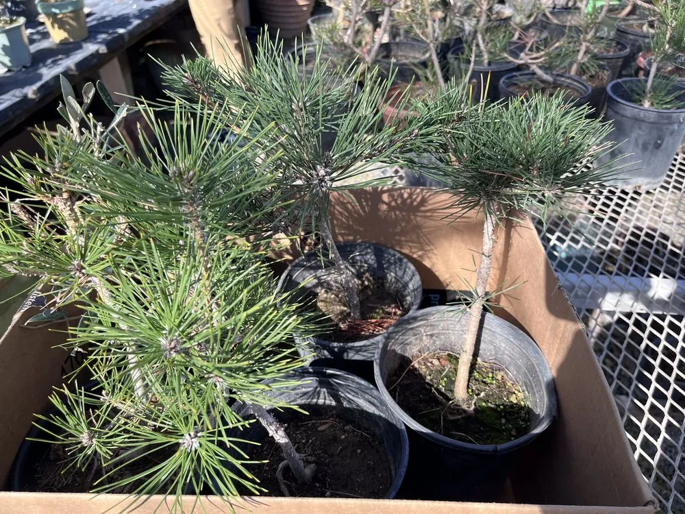 Professional landscape installation in Huntington Beach, CA - Akita Bonsai Nursery