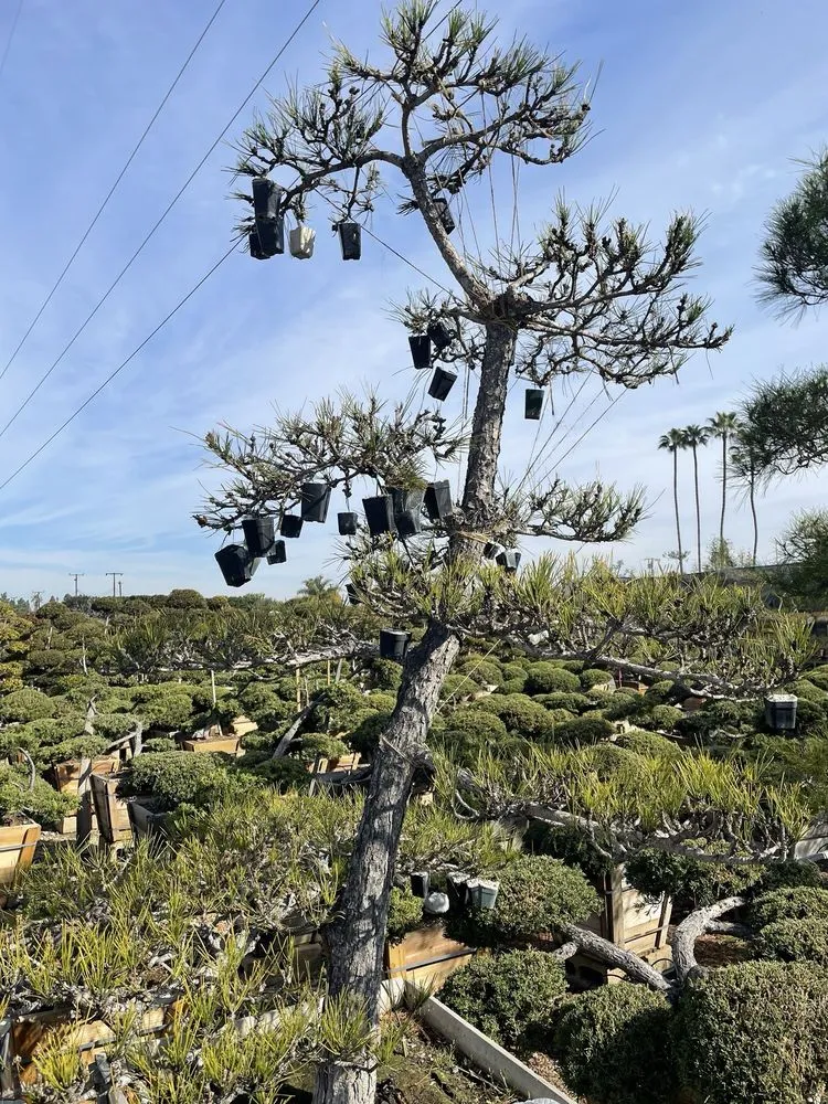 Local lawn care service for homes in Huntington Beach, CA by Akita Bonsai Nursery