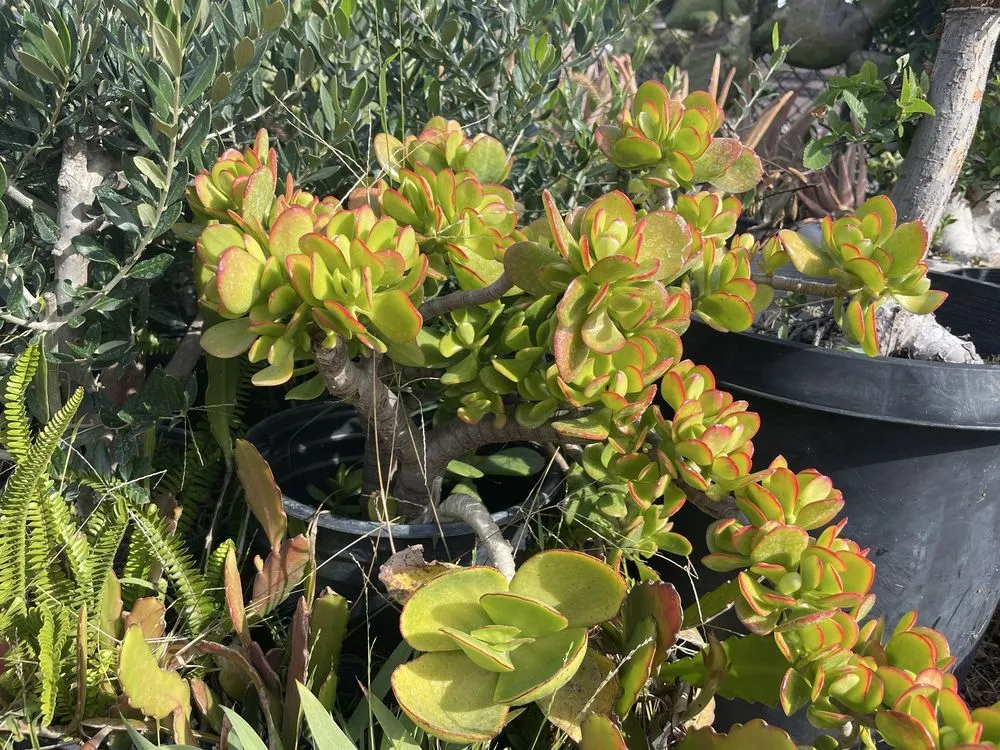 Reliable yard maintenance near you in Huntington Beach, CA by Akita Bonsai Nursery