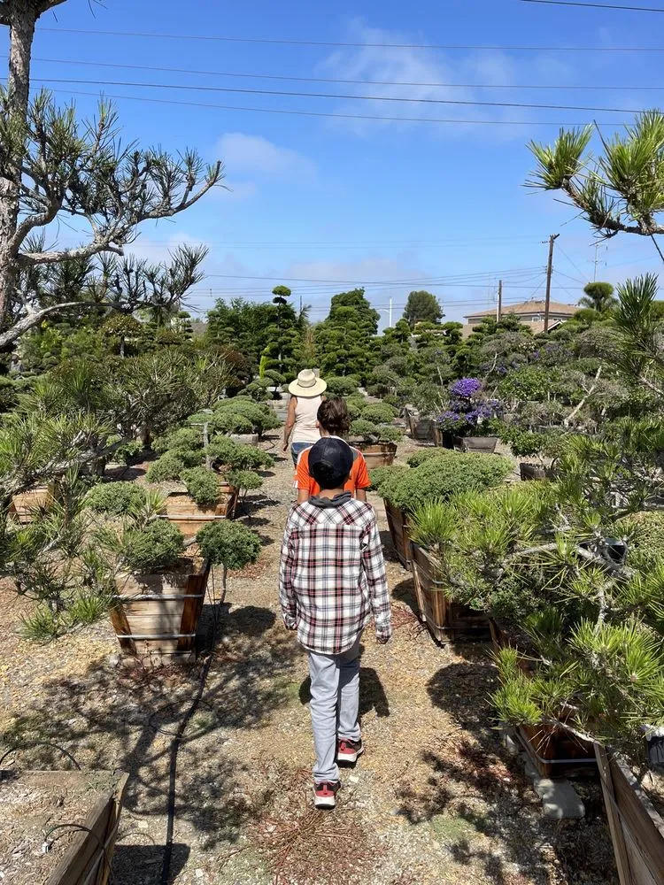 Professional landscape installation in Huntington Beach, CA - Akita Bonsai Nursery