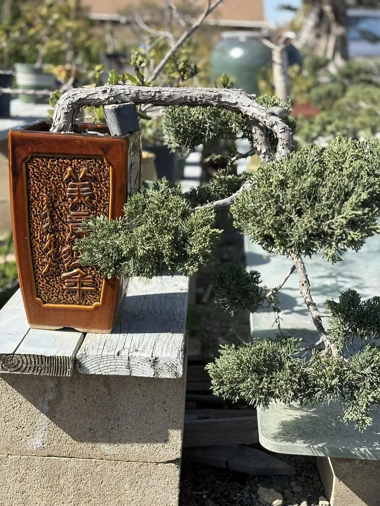 Local yard cleanup service for outdoor upgrades across Huntington Beach, CA - Akita Bonsai Nursery