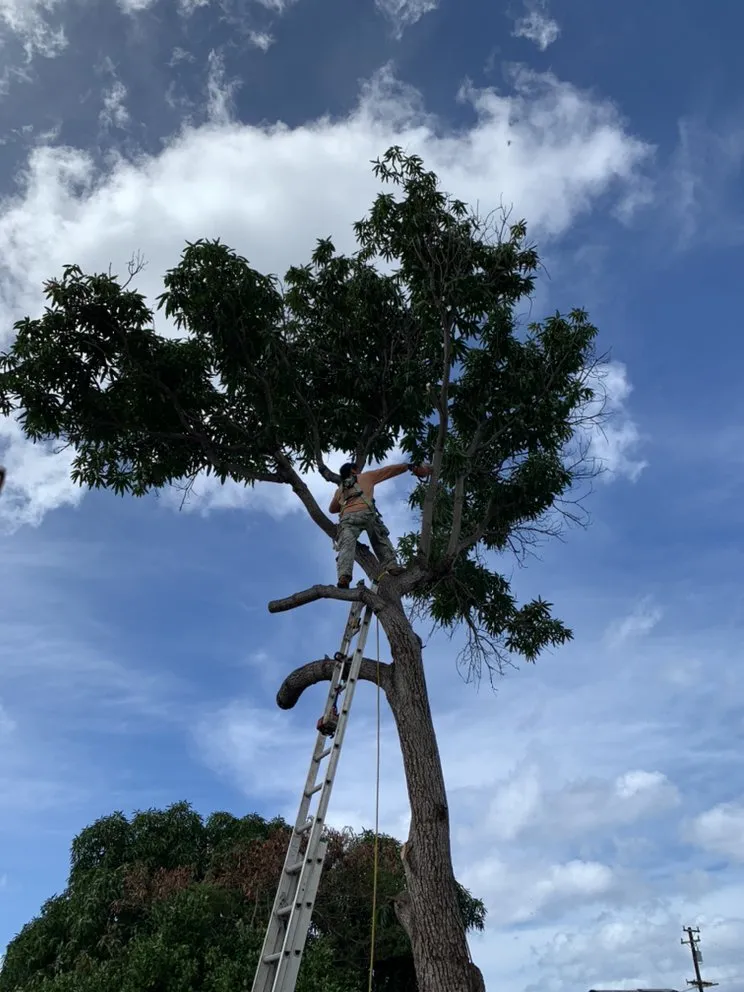 Trusted lawn care service experts serving Pearl City, HI - AKJ Services