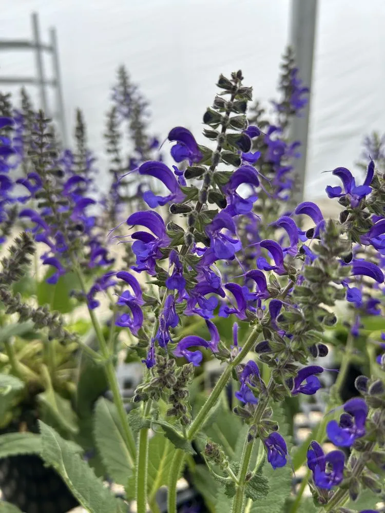 Expert lawn mowing service experts serving Akron, OH - Akron's Finest Mulch Nursery