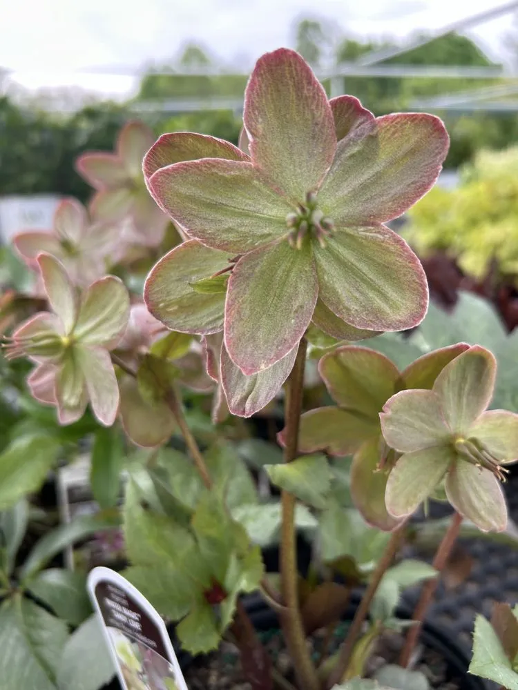 Top-rated landscaping services for beautiful yards in Akron, OH by Akron's Finest Mulch Nursery