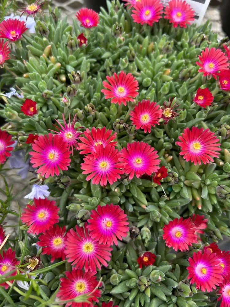 Top-rated yard cleanup service in Akron, OH - Akron's Finest Mulch Nursery