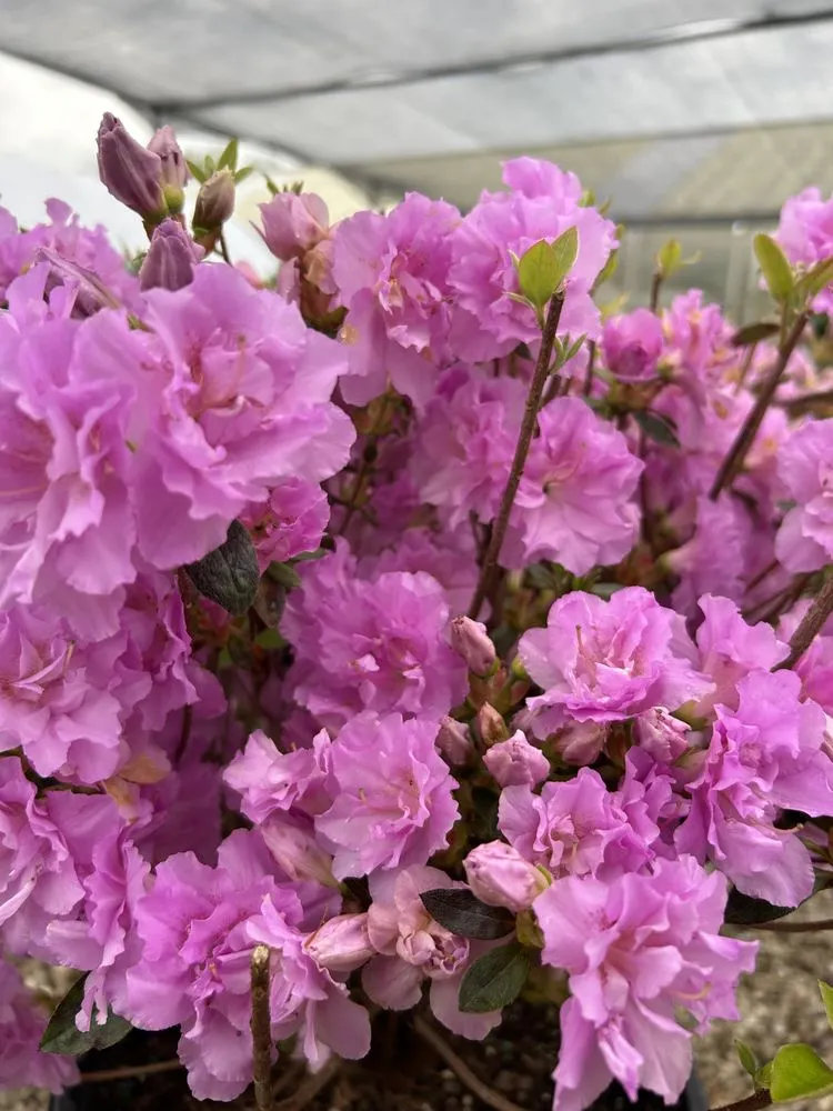 Top-rated lawn care service in Akron, OH by Akron's Finest Mulch Nursery