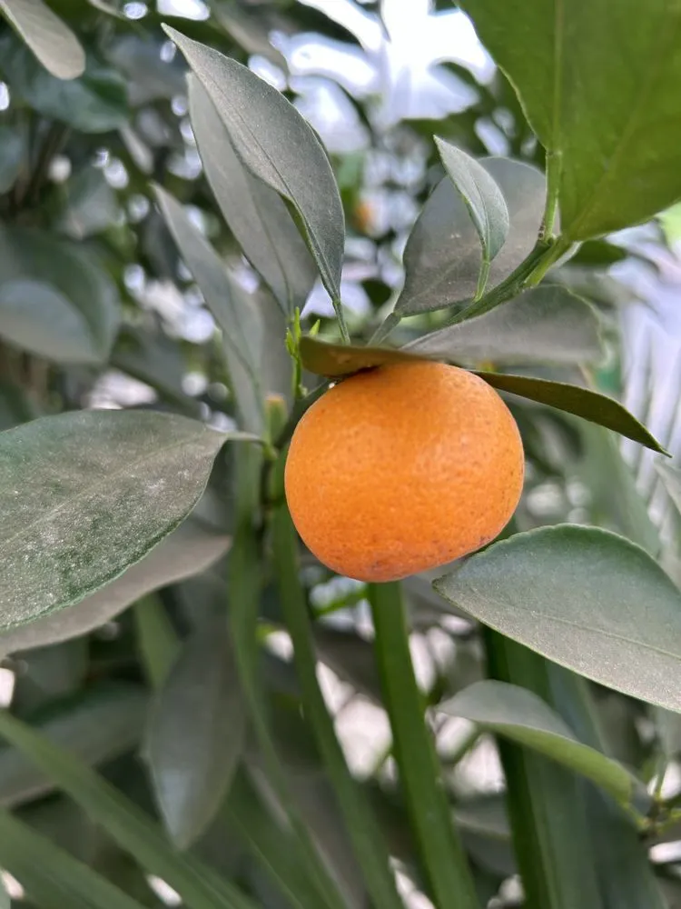 Top-rated landscape installation in Akron, OH by Akron's Finest Mulch Nursery