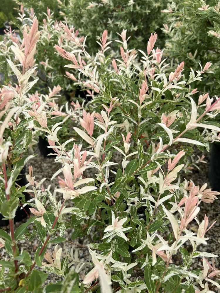 Trusted landscape design experts serving Akron, OH - Akron's Finest Mulch Nursery