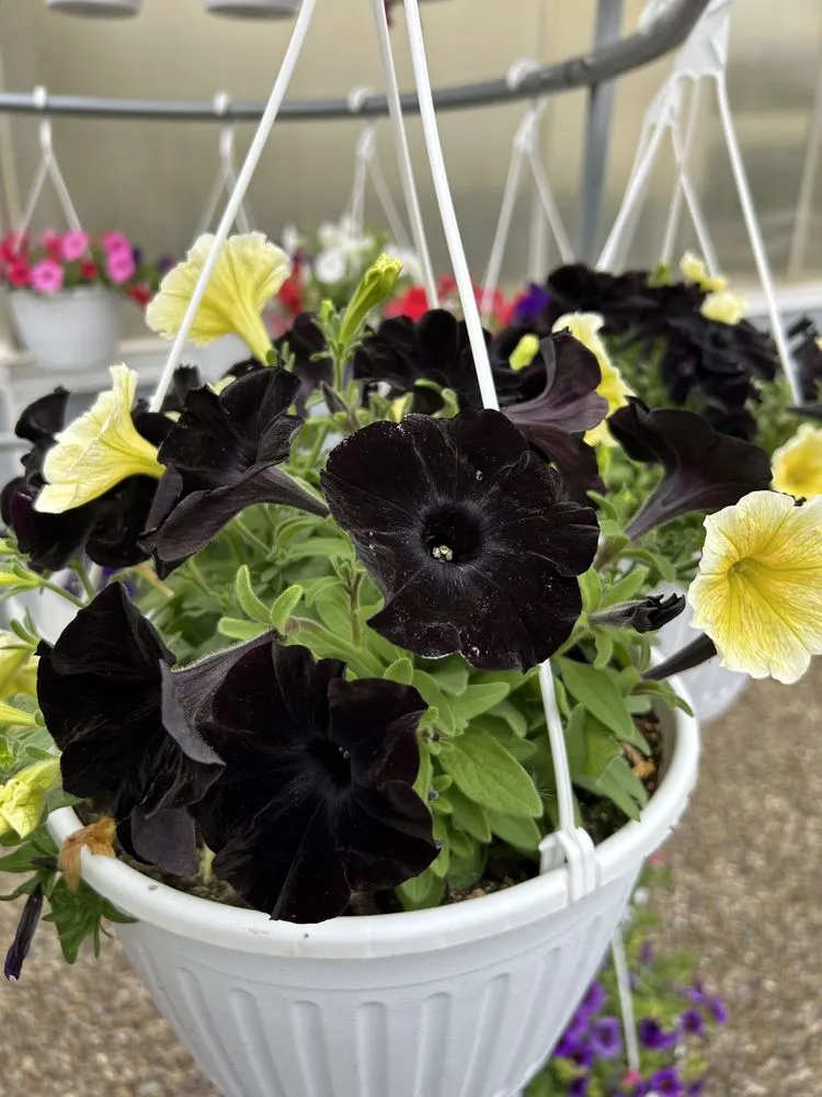 Reliable yard cleanup service for homes across Akron, OH - Akron's Finest Mulch Nursery