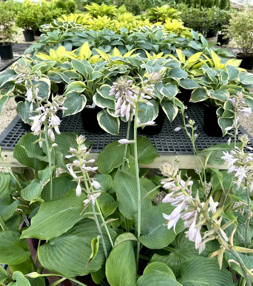 Reliable lawn mowing service in Akron, OH by Akron's Finest Mulch Nursery