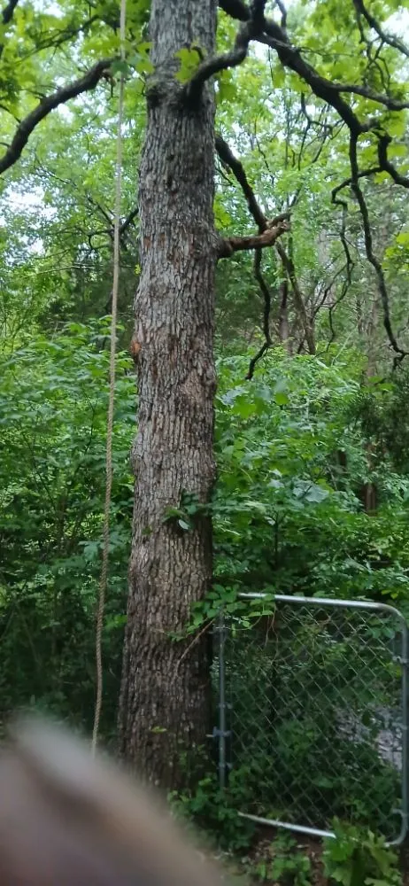 Local lawn mowing service experts serving Bonne Terre, MO - Al & Heffers