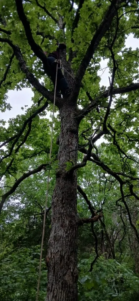 Affordable lawn care service near you in Bonne Terre, MO by Al & Heffers