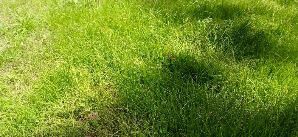 Custom lawn mowing service experts serving Bonne Terre, MO - Al & Heffers