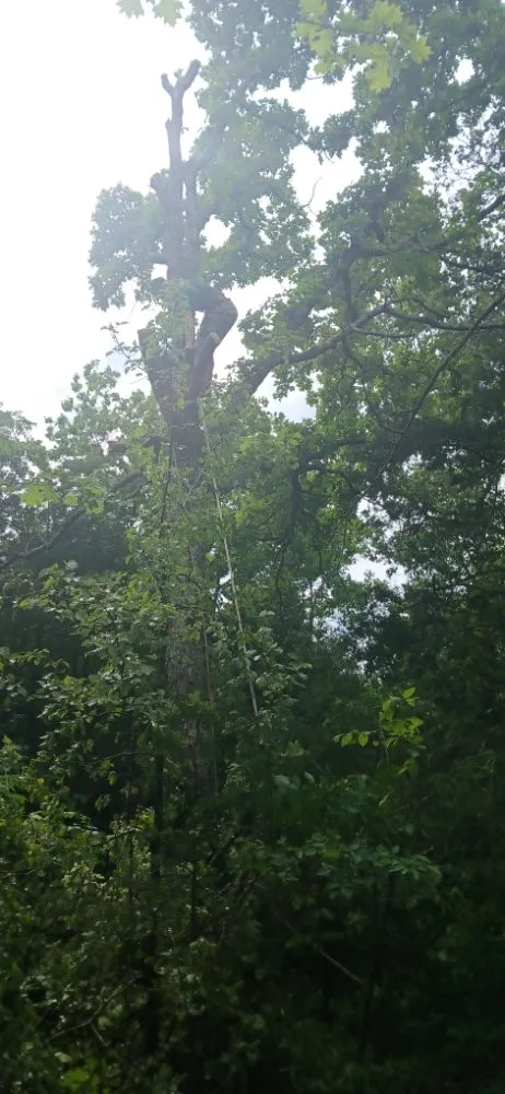 Expert yard maintenance for beautiful yards in Bonne Terre, MO by Al & Heffers