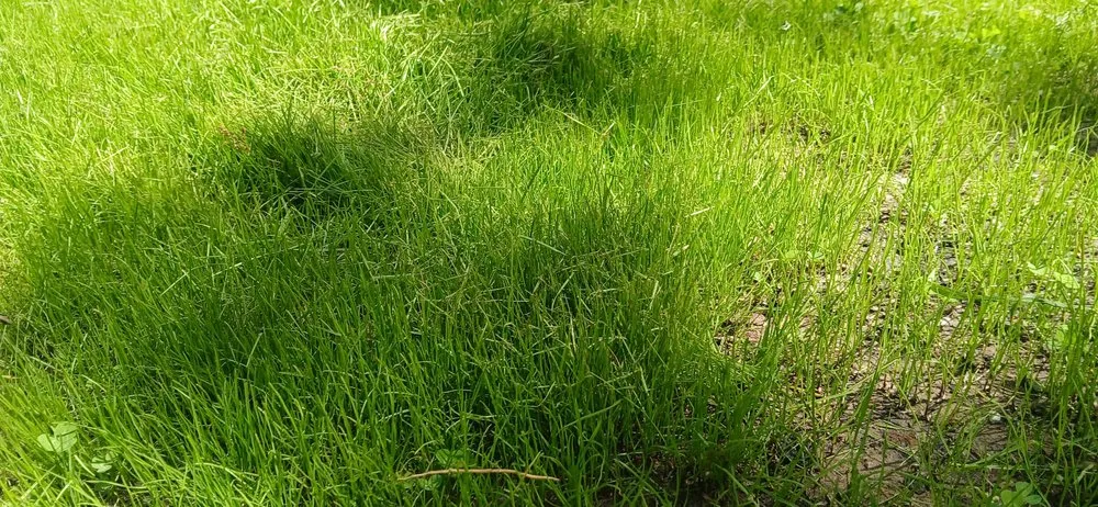 Top-rated garden landscaping for year-round maintenance across Bonne Terre, MO - Al & Heffers