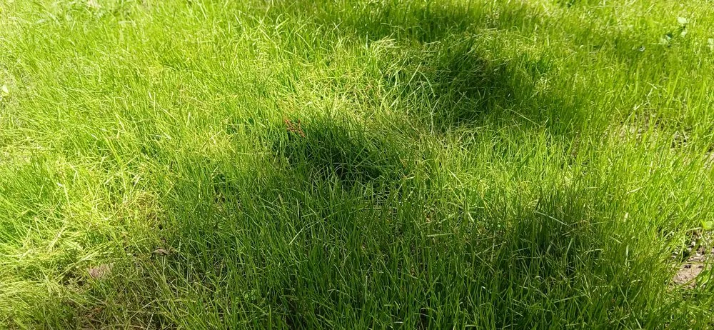 Top-rated lawn care service experts serving Bonne Terre, MO - Al & Heffers