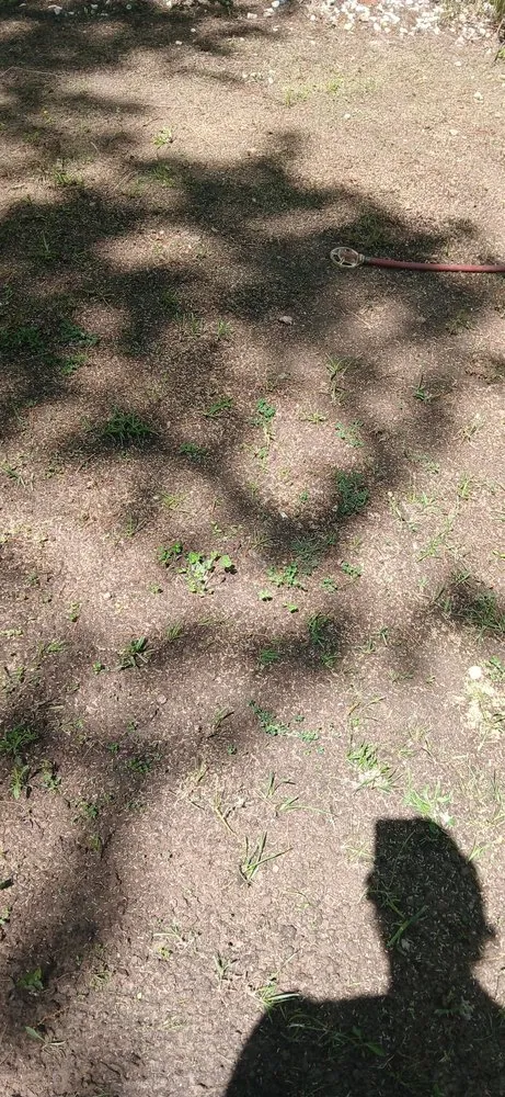 Affordable yard cleanup service in Bonne Terre, MO by Al & Heffers