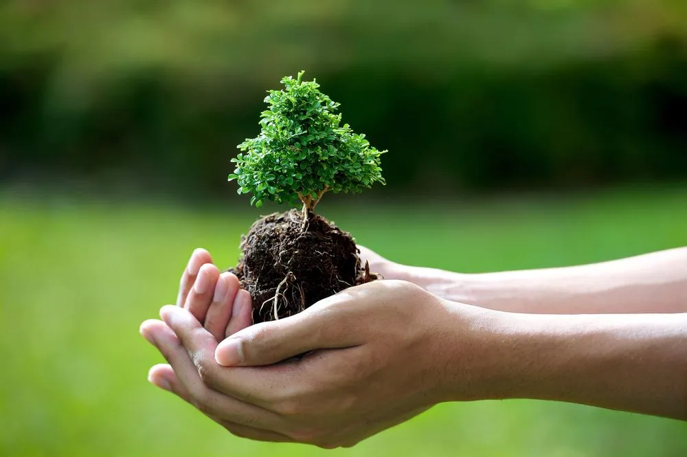 Custom lawn mowing service for beautiful yards across Odum, GA - Al-baqarah