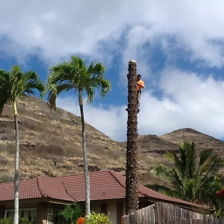 Professional yard maintenance in Honolulu, HI - AL Best Tree Services