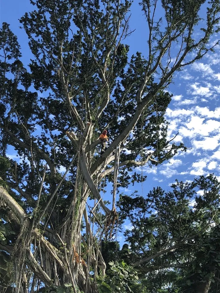 Trusted landscape design for homes across Honolulu, HI - AL Best Tree Services