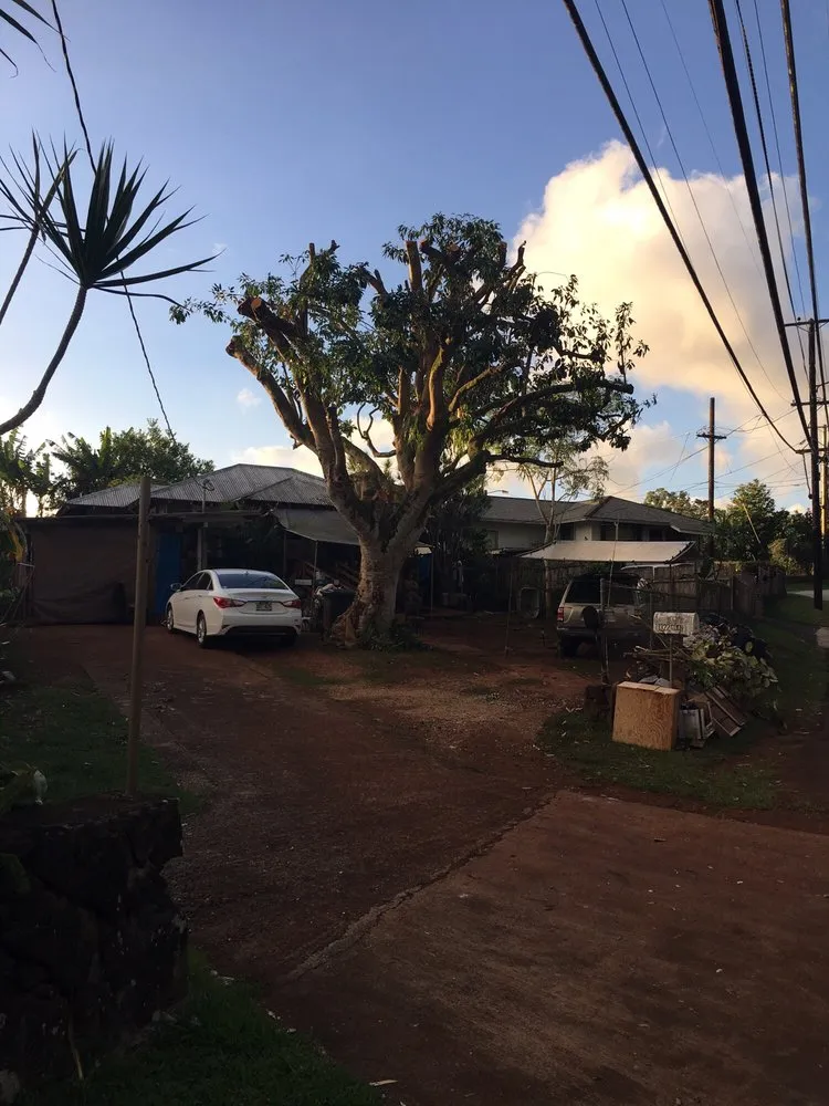 Top-rated lawn care service experts serving Honolulu, HI - AL Best Tree Services