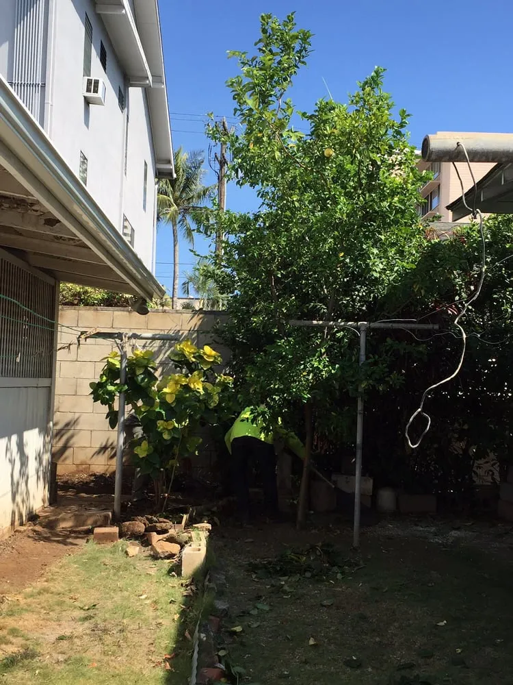 Reliable landscape design in Honolulu, HI - AL Best Tree Services