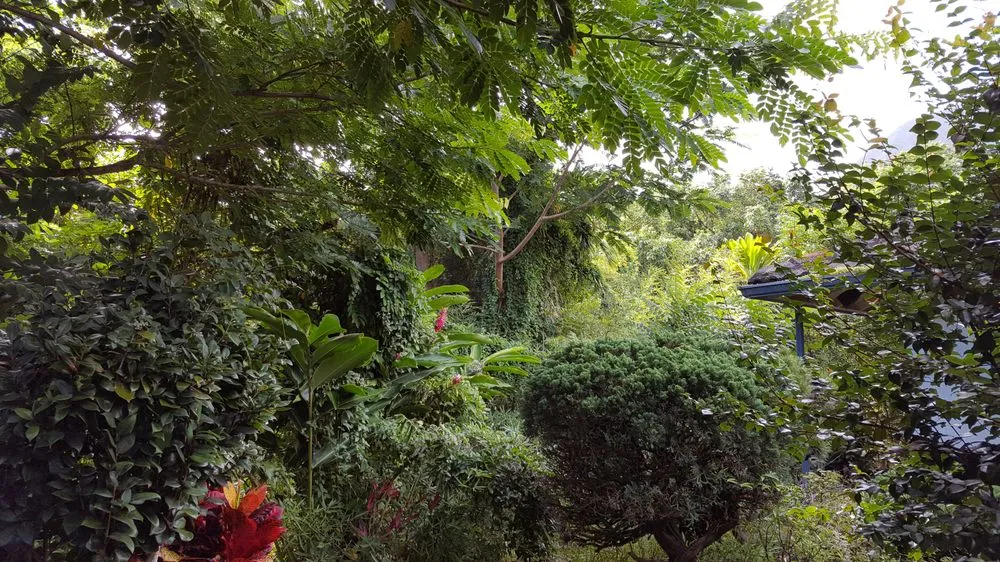 Affordable landscape installation in Honolulu, HI - AL Best Tree Services