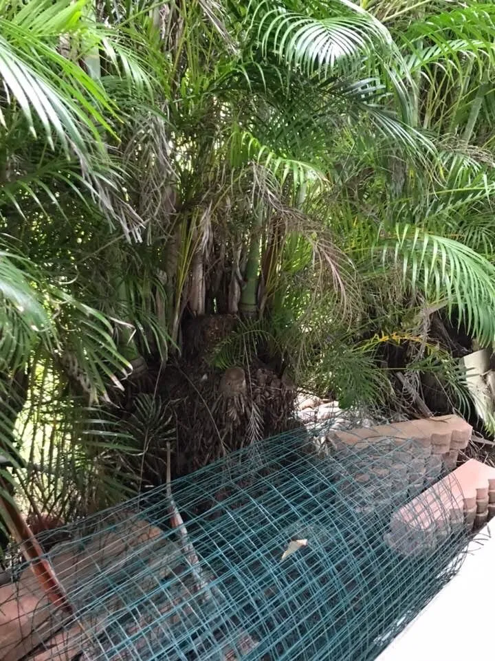 Professional yard maintenance in Honolulu, HI by AL Best Tree Services