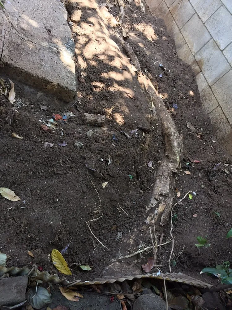 Affordable lawn care service experts serving Honolulu, HI - AL Best Tree Services