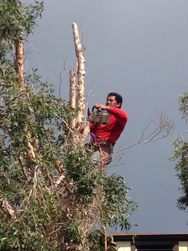 Trusted lawn care service experts serving Honolulu, HI - AL Best Tree Services