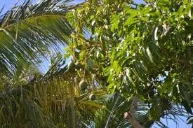 Trusted landscape installation experts serving Honolulu, HI - AL Best Tree Services