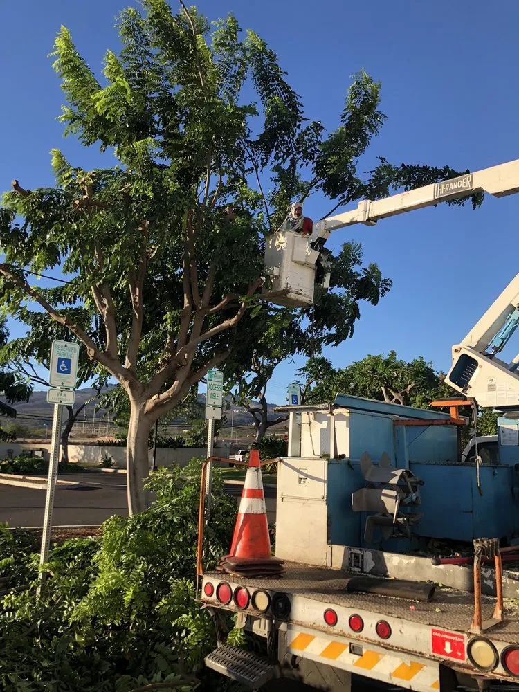 Reliable lawn care service in Honolulu, HI by AL Best Tree Services