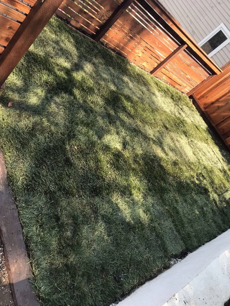 Custom yard cleanup service in East Palo Alto, CA by Al Carpio Landscaping