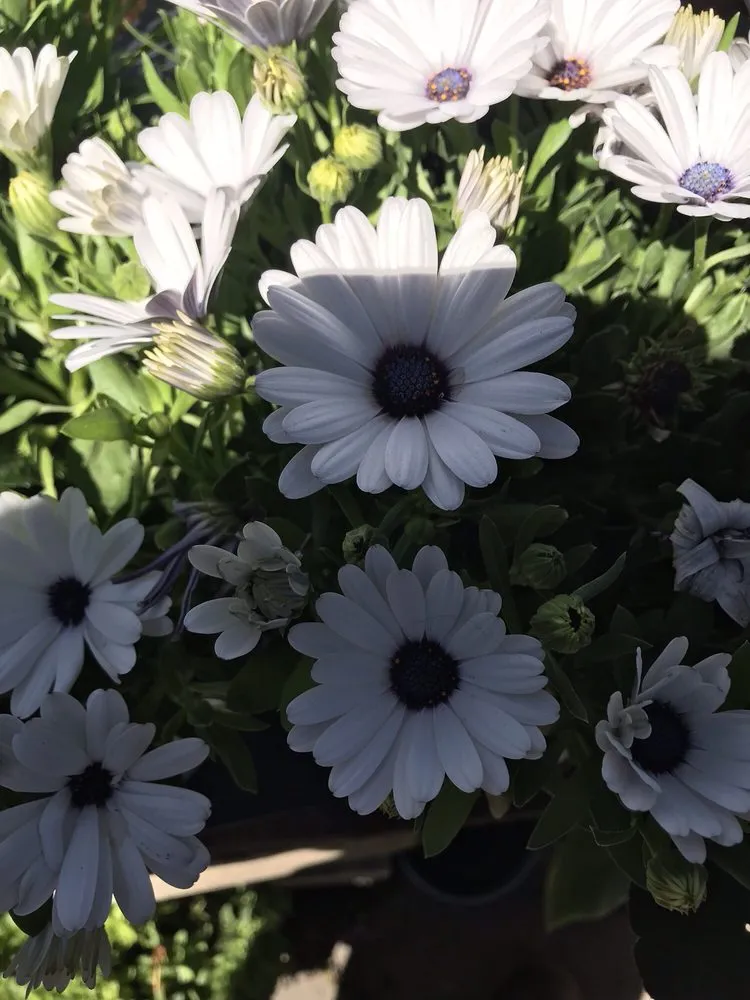 Expert garden landscaping in East Palo Alto, CA by Al Carpio Landscaping