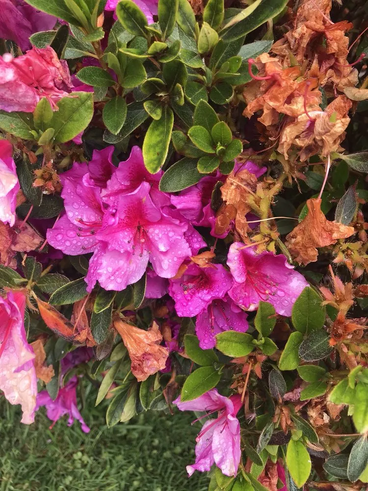 Professional yard maintenance in East Palo Alto, CA - Al Carpio Landscaping