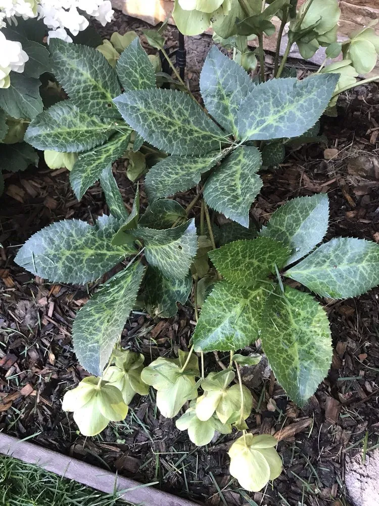 Reliable landscape design in East Palo Alto, CA by Al Carpio Landscaping