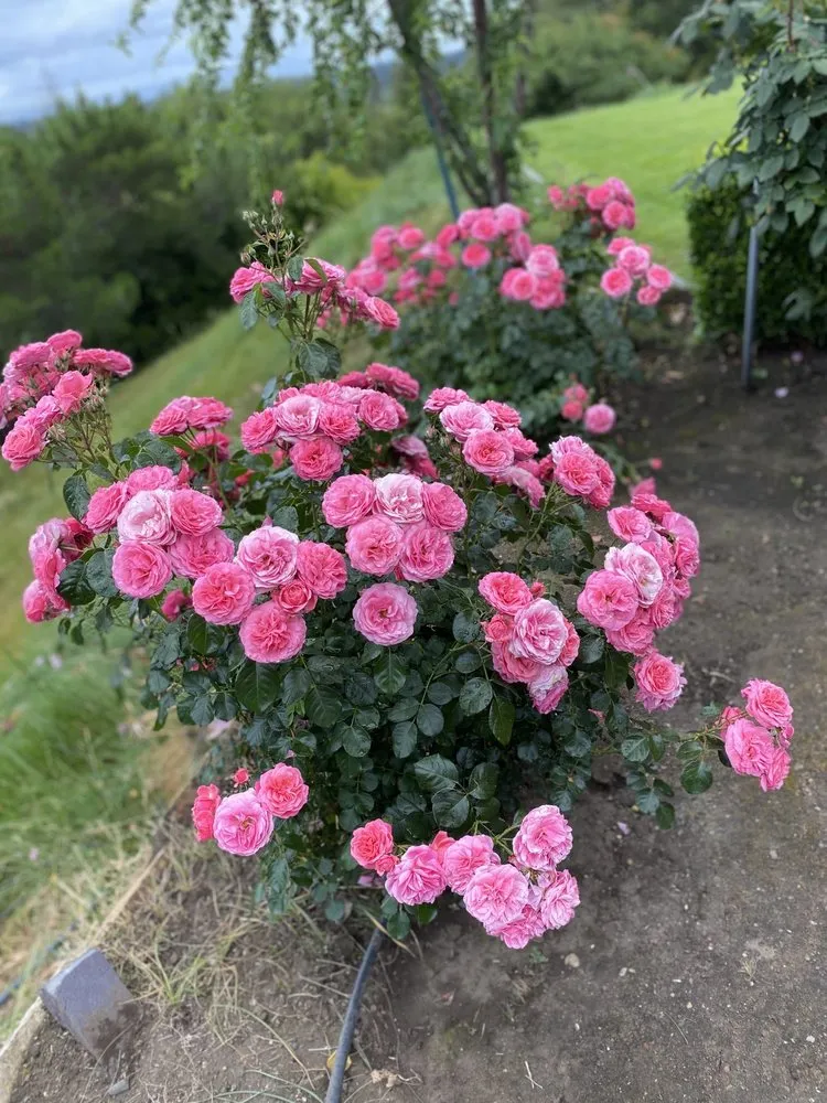 Reliable garden landscaping for residential properties in East Palo Alto, CA by Al Carpio Landscaping