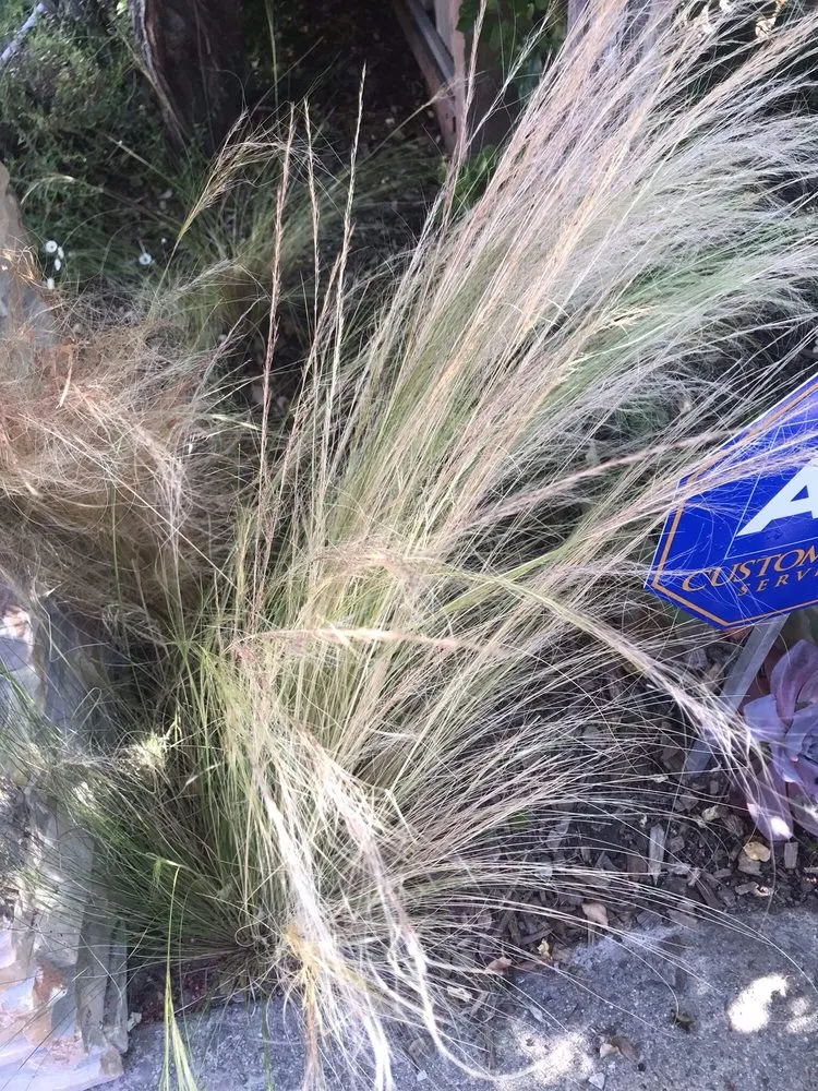 Trusted yard maintenance experts serving East Palo Alto, CA - Al Carpio Landscaping