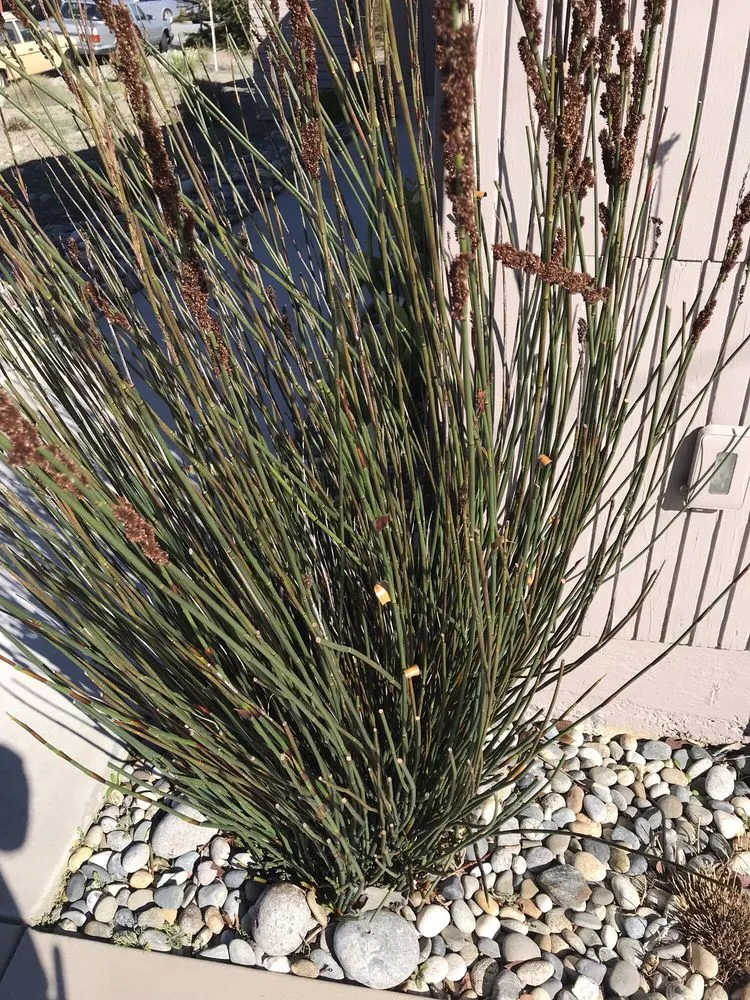 Professional landscape installation in East Palo Alto, CA by Al Carpio Landscaping