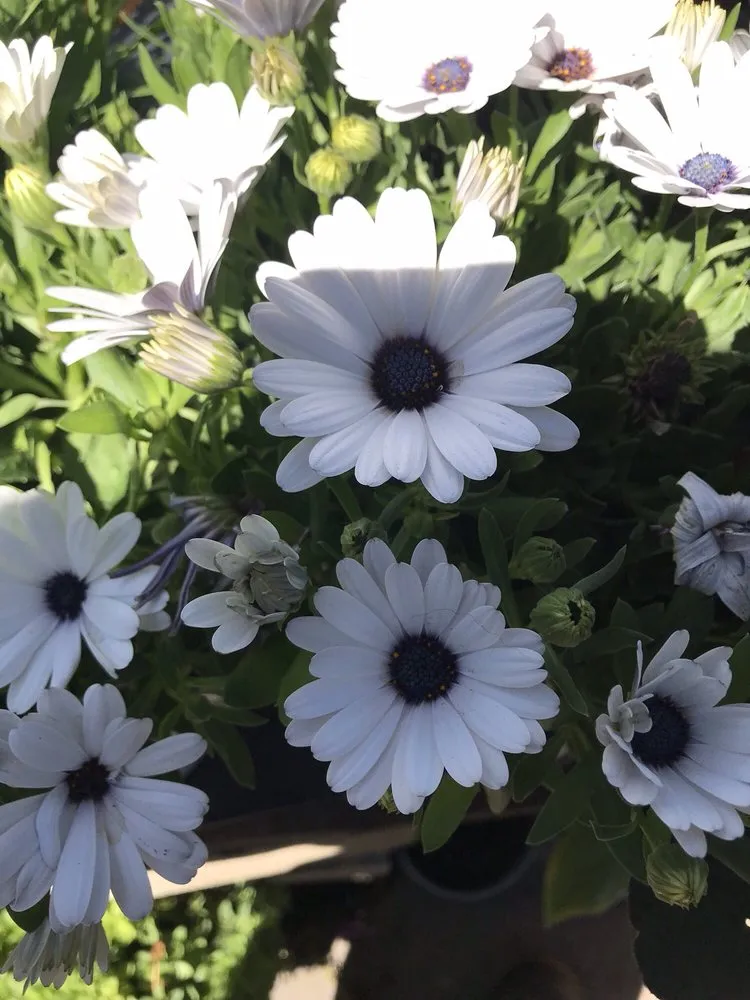 Trusted yard maintenance in East Palo Alto, CA by Al Carpio Landscaping