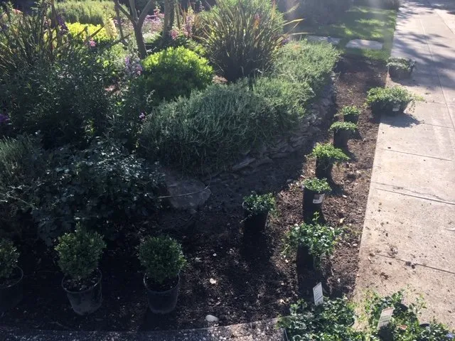 Top-rated residential landscaping for beautiful yards in Hollister, CA by Al Fresco Landscape Management