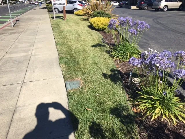 Affordable landscaping services for year-round maintenance in Hollister, CA by Al Fresco Landscape Management