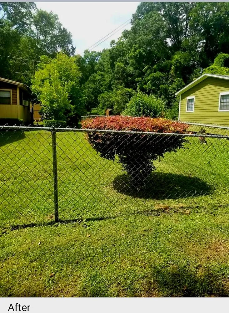 Top-rated yard maintenance in Tallahassee, FL - AL In It Lawn Services