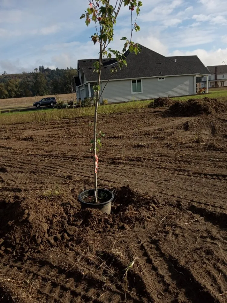 Professional yard cleanup service near you in Kalama, WA by A&L Landscaping
